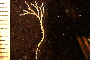  ( - BGE_00264_B12)  @11 [ ] Creative Commons  Attribution Non-Commercial Share-Alike (2025) NTNU University Museum, Department of Natural History NTNU University Museum, Department of Natural History