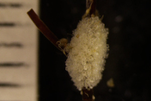  (Celleporina decipiens - BGE_00264_C08)  @11 [ ] Creative Commons  Attribution Non-Commercial Share-Alike (2025) NTNU University Museum, Department of Natural History NTNU University Museum, Department of Natural History