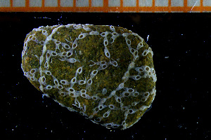  ( - BGE_00264_D09)  @11 [ ] Creative Commons  Attribution Non-Commercial Share-Alike (2025) NTNU University Museum, Department of Natural History NTNU University Museum, Department of Natural History