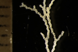  (Notoplites jeffreysii - BGE_00264_C05)  @11 [ ] Creative Commons  Attribution Non-Commercial Share-Alike (2025) NTNU University Museum, Department of Natural History NTNU University Museum, Department of Natural History