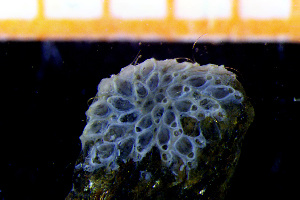  ( - BGE_00264_D10)  @11 [ ] Creative Commons  Attribution Non-Commercial Share-Alike (2025) NTNU University Museum, Department of Natural History NTNU University Museum, Department of Natural History