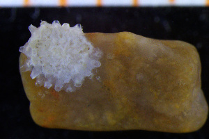  ( - BGE_00264_D11)  @11 [ ] Creative Commons  Attribution Non-Commercial Share-Alike (2025) NTNU University Museum, Department of Natural History NTNU University Museum, Department of Natural History