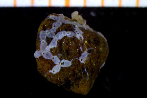  (Schizoporella alderi - BGE_00264_E05)  @11 [ ] Creative Commons  Attribution Non-Commercial Share-Alike (2025) NTNU University Museum, Department of Natural History NTNU University Museum, Department of Natural History