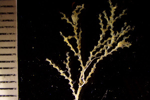  (Notoplites evocatus - BGE_00264_H05)  @11 [ ] Creative Commons  Attribution Non-Commercial Share-Alike (2025) NTNU University Museum, Department of Natural History NTNU University Museum, Department of Natural History