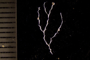  ( - BGE_00264_H11)  @11 [ ] Creative Commons  Attribution Non-Commercial Share-Alike (2025) NTNU University Museum, Department of Natural History NTNU University Museum, Department of Natural History
