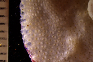  (Porella struma - BGE_00264_H07)  @11 [ ] Creative Commons  Attribution Non-Commercial Share-Alike (2025) NTNU University Museum, Department of Natural History NTNU University Museum, Department of Natural History