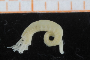  ( - BGE_00239_D06)  @11 [ ] Creative Commons BY NC SA (2025) University of Bergen Natural History Collections