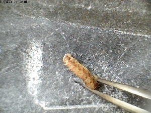  ( - UG208)  @11 [ ] CreativeCommons - Attribution Non-Commercial Share-Alike (2012) Christopher T Jeffs University of Oxford