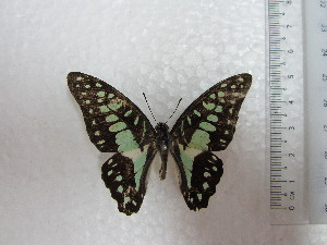  (Graphium doson evemonides - KC0004)  @13 [ ] CreativeCommons - Attribution Non-Commercial Share-Alike (2012) karenchia.24@gmail.com Museum of Zoology, University of Malaya