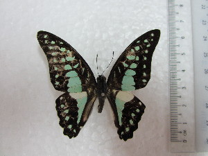  (Graphium evemon - KC0006)  @13 [ ] CreativeCommons - Attribution Non-Commercial Share-Alike (2012) karenchia.24@gmail.com Museum of Zoology, University of Malaya
