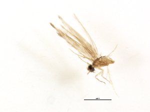  (Neotrichia RB sp. US1 - RBCAD-2196)  @13 [ ] CreativeCommons - Attribution (2009) CBG Photography Group Centre for Biodiversity Genomics