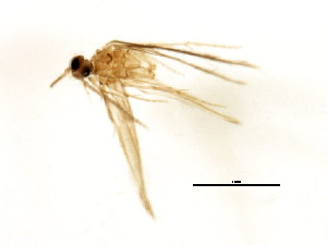  (Neotrichia minutisimella - RBCAD-2197)  @12 [ ] CreativeCommons - Attribution (2009) CBG Photography Group Centre for Biodiversity Genomics