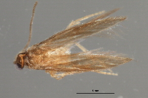  ( - RBCAD-1774)  @11 [ ] CreativeCommons - Attribution (2008) CBG Photography Group Centre for Biodiversity Genomics