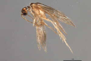  ( - RBCAD-1779)  @11 [ ] CreativeCommons - Attribution (2008) CBG Photography Group Centre for Biodiversity Genomics
