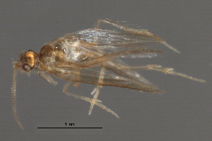  ( - RBCAD-1790)  @11 [ ] CreativeCommons - Attribution (2008) CBG Photography Group Centre for Biodiversity Genomics