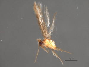 ( - RBCAD-1793)  @11 [ ] CreativeCommons - Attribution (2008) CBG Photography Group Centre for Biodiversity Genomics