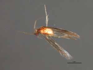  ( - RBCAD-1796)  @11 [ ] CreativeCommons - Attribution (2008) CBG Photography Group Centre for Biodiversity Genomics