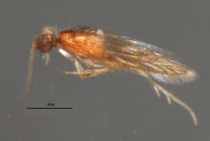  ( - RBCAD-1797)  @11 [ ] CreativeCommons - Attribution (2008) CBG Photography Group Centre for Biodiversity Genomics