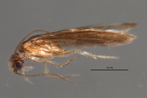  ( - RBCAD-1799)  @11 [ ] CreativeCommons - Attribution (2008) CBG Photography Group Centre for Biodiversity Genomics