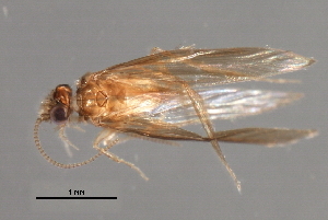  ( - RBCAD-1802)  @11 [ ] CreativeCommons - Attribution (2008) CBG Photography Group Centre for Biodiversity Genomics
