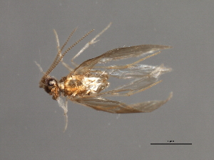  ( - RBCAD-1804)  @12 [ ] CreativeCommons - Attribution (2008) CBG Photography Group Centre for Biodiversity Genomics