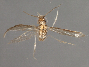  ( - RBCAD-1805)  @12 [ ] CreativeCommons - Attribution (2008) CBG Photography Group Centre for Biodiversity Genomics