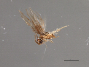  (Hydroptila delineata - RBCAD-1814)  @11 [ ] CreativeCommons - Attribution (2008) CBG Photography Group Centre for Biodiversity Genomics