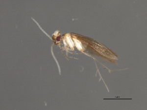  (Hydroptila grenadensis - RBCAD-1820)  @11 [ ] CreativeCommons - Attribution (2008) CBG Photography Group Centre for Biodiversity Genomics