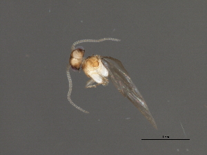  ( - RBCAD-1821)  @11 [ ] CreativeCommons - Attribution (2008) CBG Photography Group Centre for Biodiversity Genomics