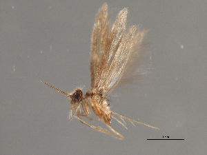  (Hydroptila jackmanni - RBCAD-1827)  @14 [ ] CreativeCommons - Attribution (2008) CBG Photography Group Centre for Biodiversity Genomics