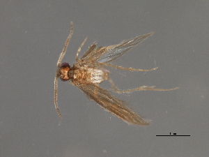  ( - RBCAD-1832)  @11 [ ] CreativeCommons - Attribution (2008) CBG Photography Group Centre for Biodiversity Genomics