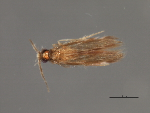  ( - RBCAD-1833)  @11 [ ] CreativeCommons - Attribution (2008) CBG Photography Group Centre for Biodiversity Genomics