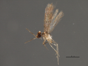  (Hydroptila quinola - RBCAD-1834)  @11 [ ] CreativeCommons - Attribution (2008) CBG Photography Group Centre for Biodiversity Genomics