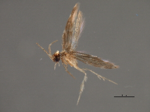  ( - RBCAD-1835)  @11 [ ] CreativeCommons - Attribution (2008) CBG Photography Group Centre for Biodiversity Genomics