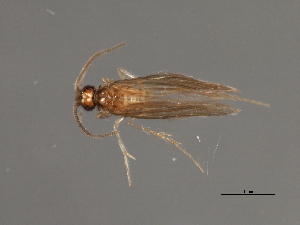  ( - RBCAD-1837)  @12 [ ] CreativeCommons - Attribution (2008) CBG Photography Group Centre for Biodiversity Genomics