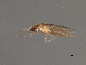  ( - RBCAD-1838)  @11 [ ] CreativeCommons - Attribution (2008) CBG Photography Group Centre for Biodiversity Genomics