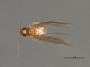  ( - RBCAD-1839)  @11 [ ] CreativeCommons - Attribution (2008) CBG Photography Group Centre for Biodiversity Genomics