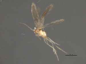  (Hydroptila tusculum - RBCAD-1842)  @11 [ ] CreativeCommons - Attribution (2008) CBG Photography Group Centre for Biodiversity Genomics