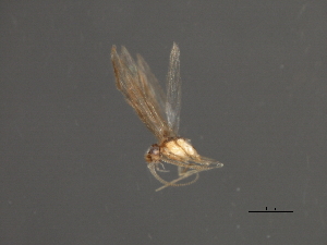  ( - RBCAD-1843)  @11 [ ] CreativeCommons - Attribution (2008) CBG Photography Group Centre for Biodiversity Genomics