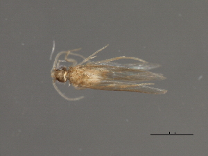  (Hydroptila scolops - RBCAD-1844)  @11 [ ] CreativeCommons - Attribution (2008) CBG Photography Group Centre for Biodiversity Genomics