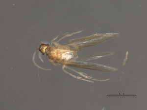  ( - RBCAD-1846)  @11 [ ] CreativeCommons - Attribution (2008) CBG Photography Group Centre for Biodiversity Genomics