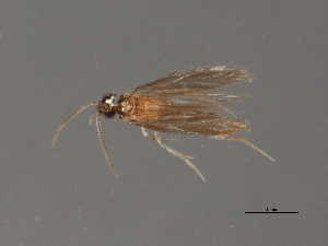  (Hydroptila valhalla - RBCAD-1852)  @11 [ ] CreativeCommons - Attribution (2008) CBG Photography Group Centre for Biodiversity Genomics
