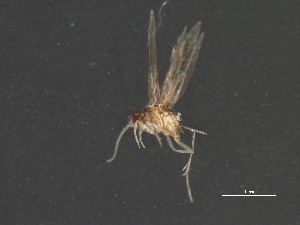  ( - RBCAD-1981)  @11 [ ] CreativeCommons - Attribution (2009) CBG Photography Group Centre for Biodiversity Genomics
