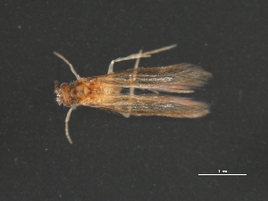  ( - RBCAD-1982)  @12 [ ] CreativeCommons - Attribution (2009) CBG Photography Group Centre for Biodiversity Genomics