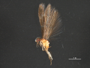  (Ochrotrichia ildria - RBCAD-1986)  @11 [ ] CreativeCommons - Attribution (2009) CBG Photography Group Centre for Biodiversity Genomics