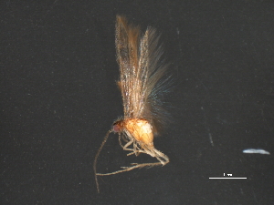  ( - RBCAD-1987)  @11 [ ] CreativeCommons - Attribution (2009) CBG Photography Group Centre for Biodiversity Genomics