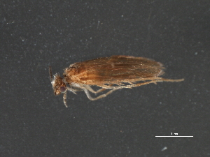  (Ochrotrichia tarsalis - RBCAD-1992)  @13 [ ] CreativeCommons - Attribution (2009) CBG Photography Group Centre for Biodiversity Genomics