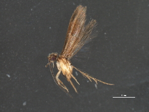  ( - RBCAD-1993)  @12 [ ] CreativeCommons - Attribution (2009) CBG Photography Group Centre for Biodiversity Genomics