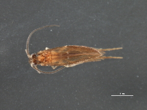  ( - RBCAD-1997)  @13 [ ] CreativeCommons - Attribution (2009) CBG Photography Group Centre for Biodiversity Genomics