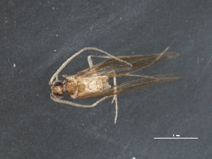  (Orthotrichia baldufi - RBCAD-2008)  @12 [ ] CreativeCommons - Attribution (2009) CBG Photography Group Centre for Biodiversity Genomics